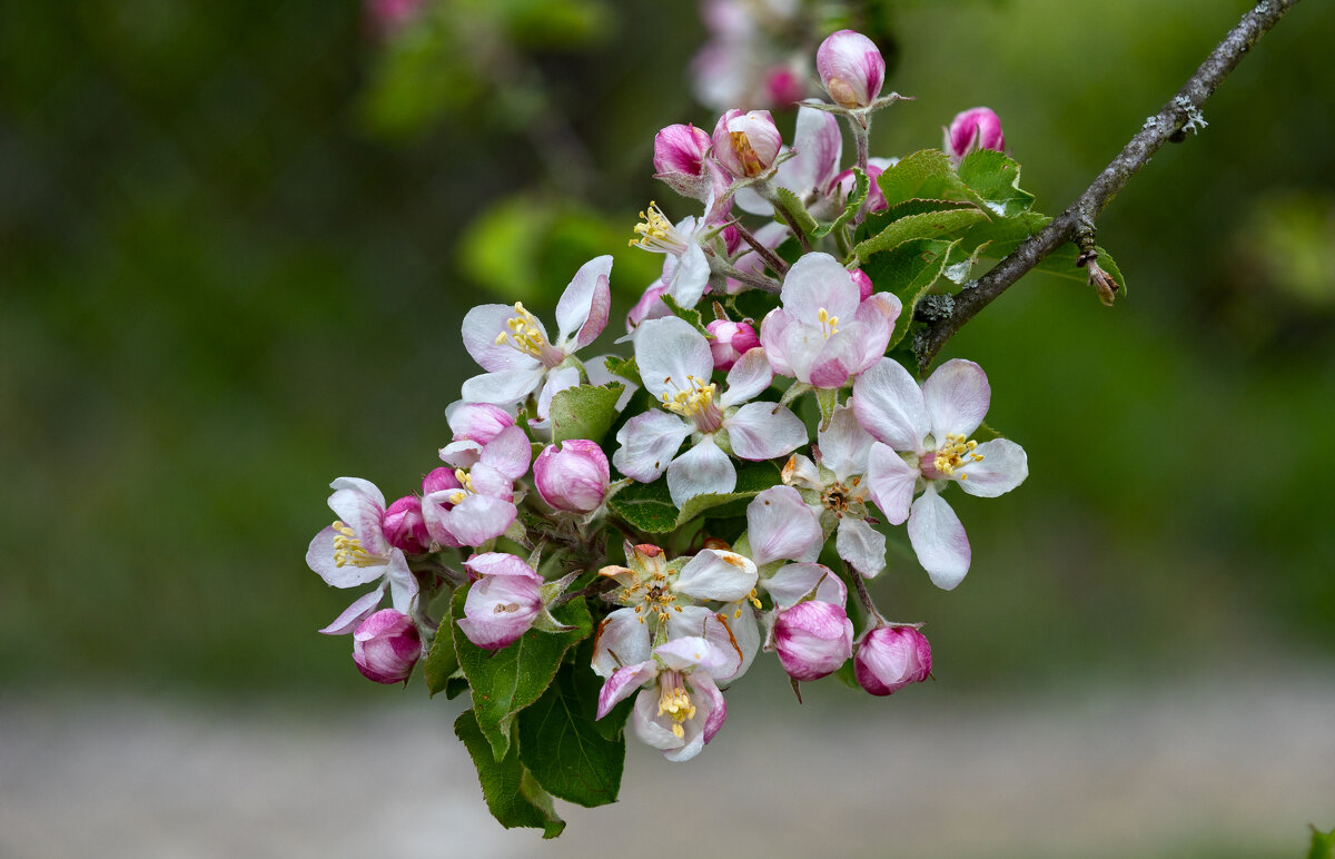 Весенние краски природы. - Григорий П Весенние краски природы. - Григорий П