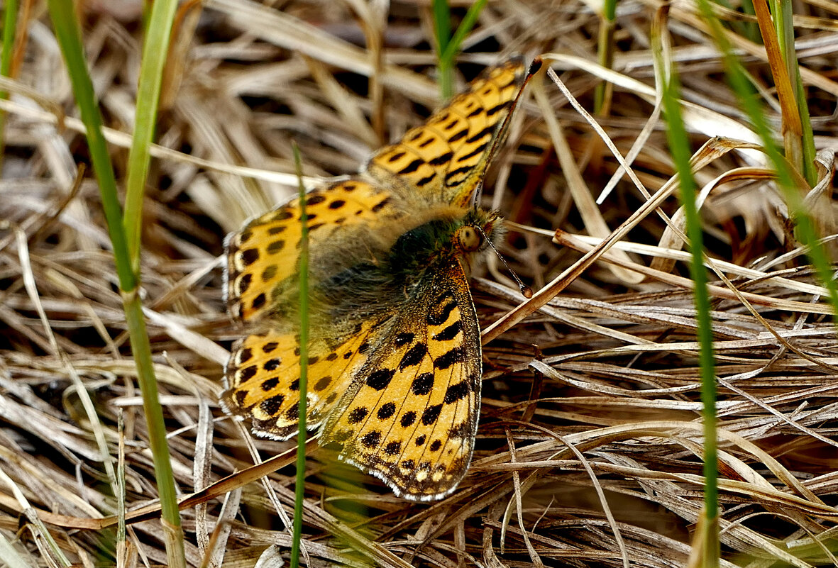 Бабочки, снятые вчера 3 - Александр Прокудин Бабочки, снятые вчера 3 - Александр Прокудин