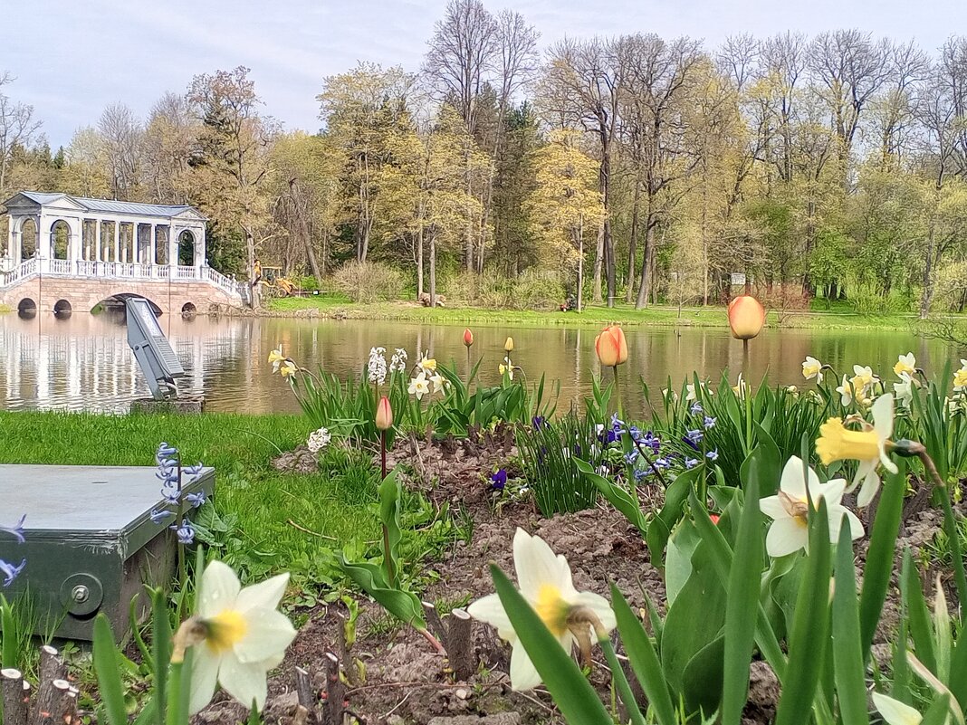 Весна - Сапсан 