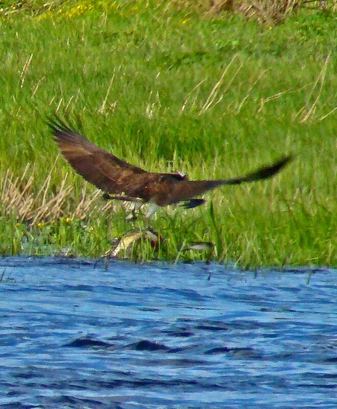 удачная рыбалка - gawrilа - dan