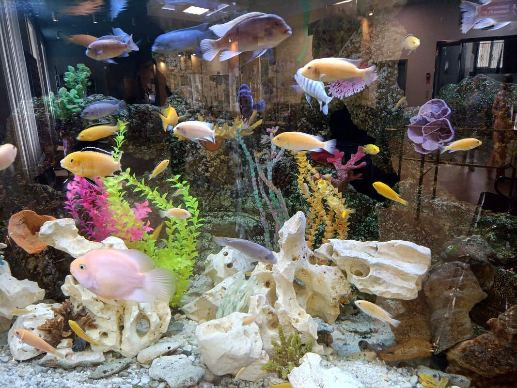 Подводный мир. - Ирина ***