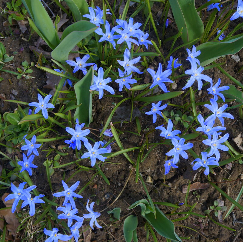 хионодоксы - zavitok *