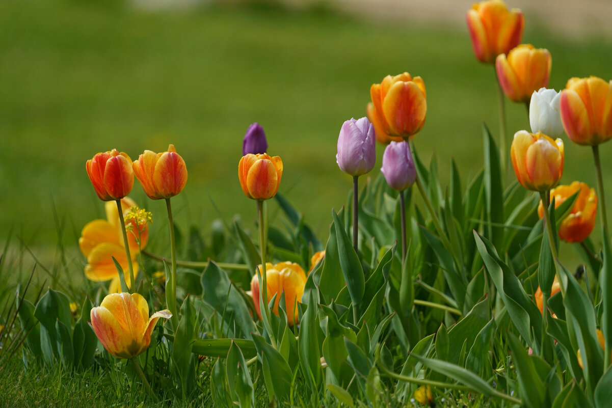 *** - Иван Литвинов *** - Иван Литвинов