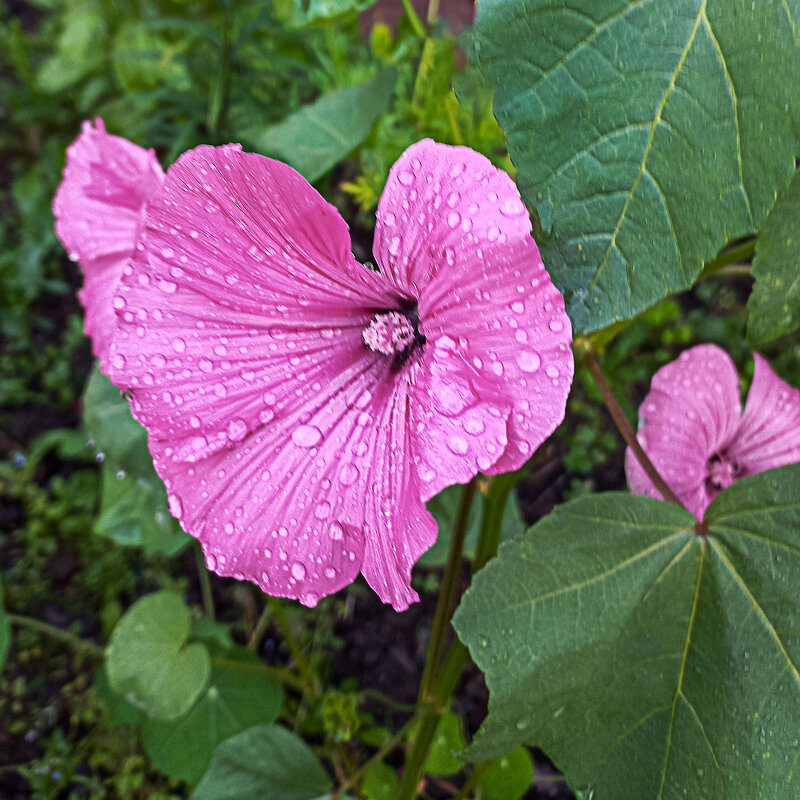 Лаватера - El Кондукова Лаватера - El Кондукова