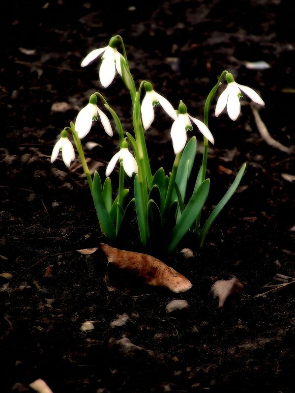 Весна - Роман Савоцкий