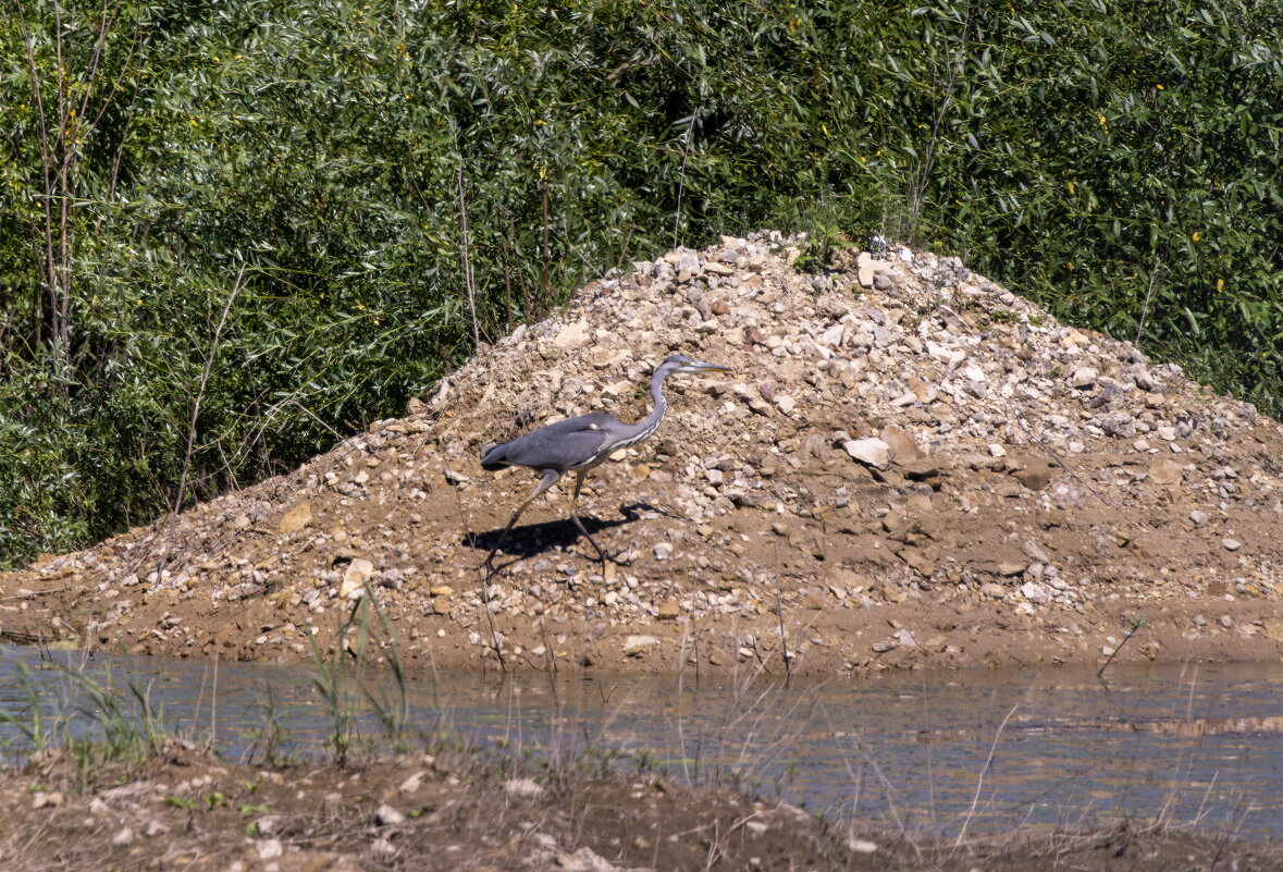 серая цапля - юрий макаров