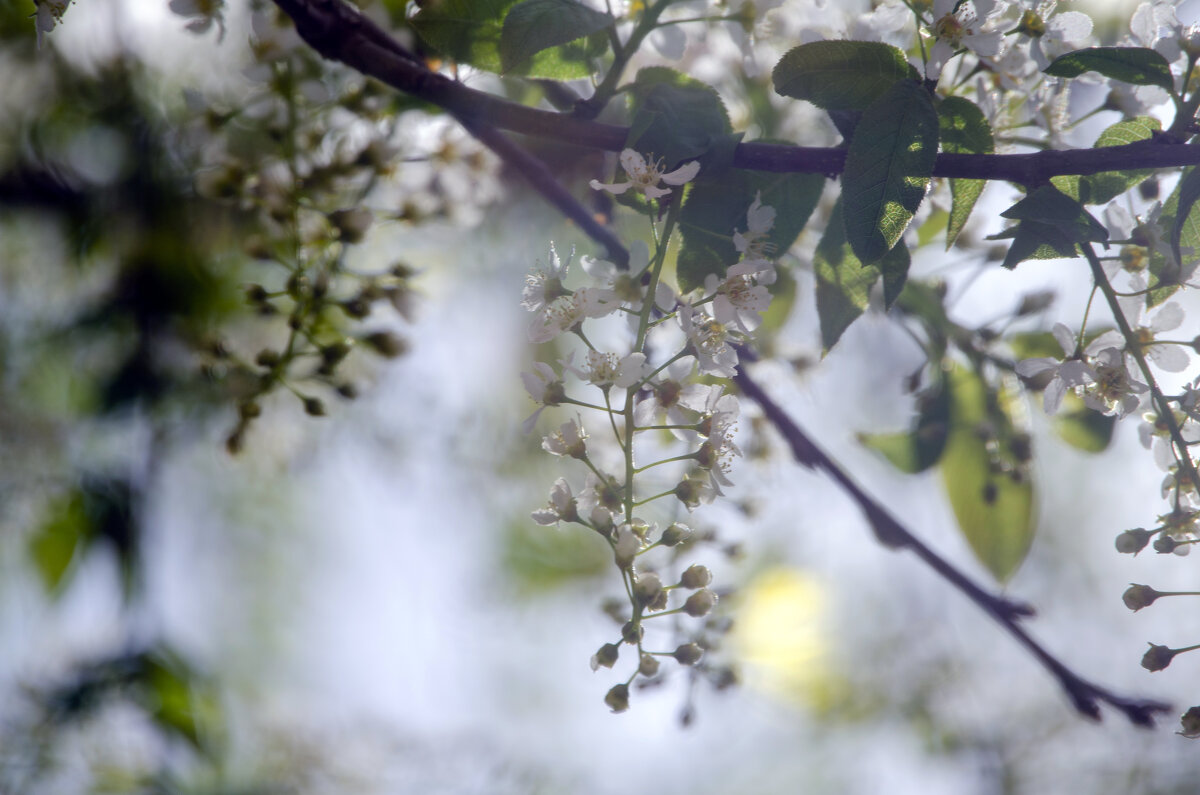 Церемуха - Lyubov Busova