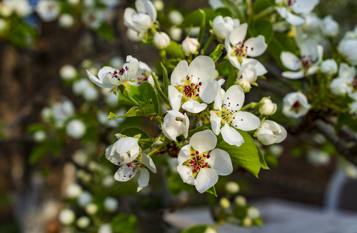 Весна - Петр Весна - Петр