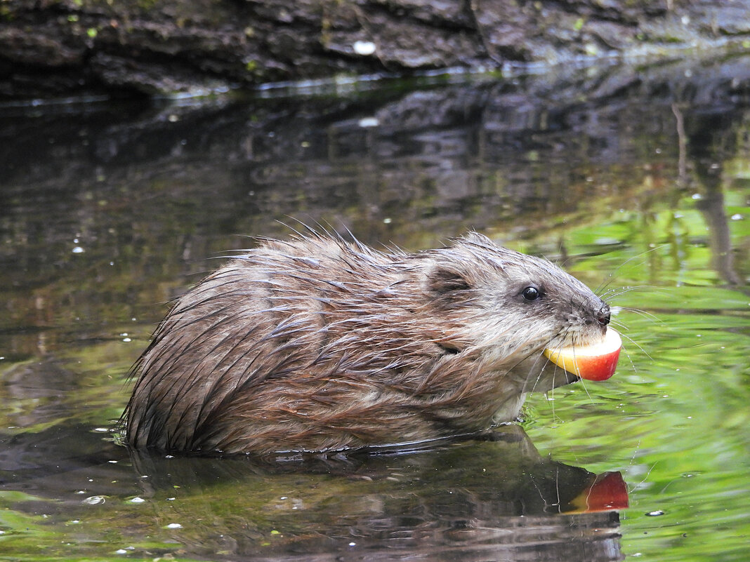 Ондатра - Лина Ондатра - Лина