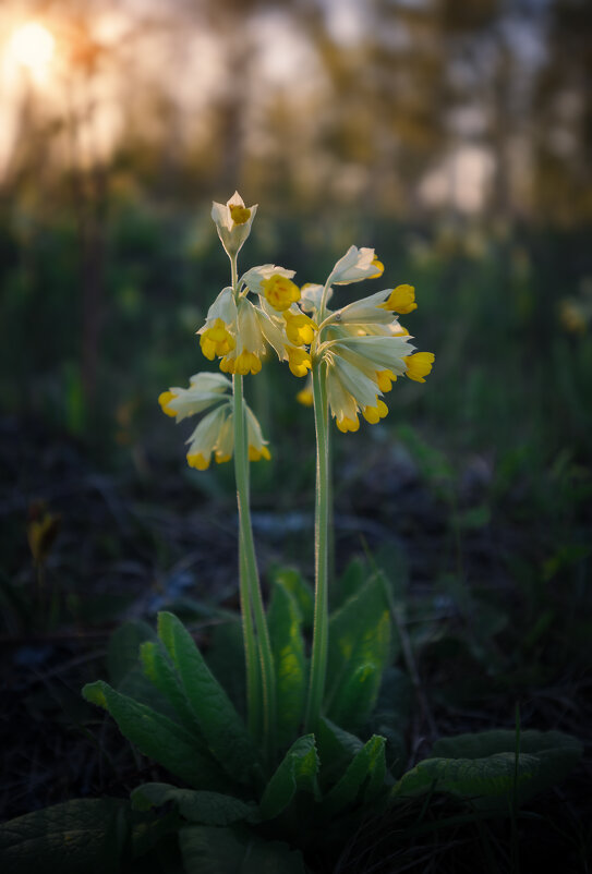 * - Александр Иванов * - Александр Иванов