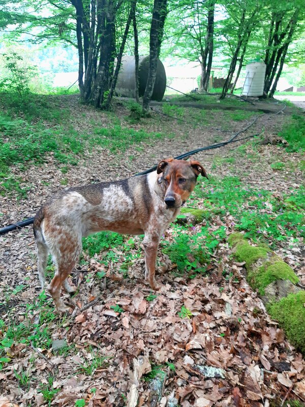 БАДИ на прогулке - Tata Wolf