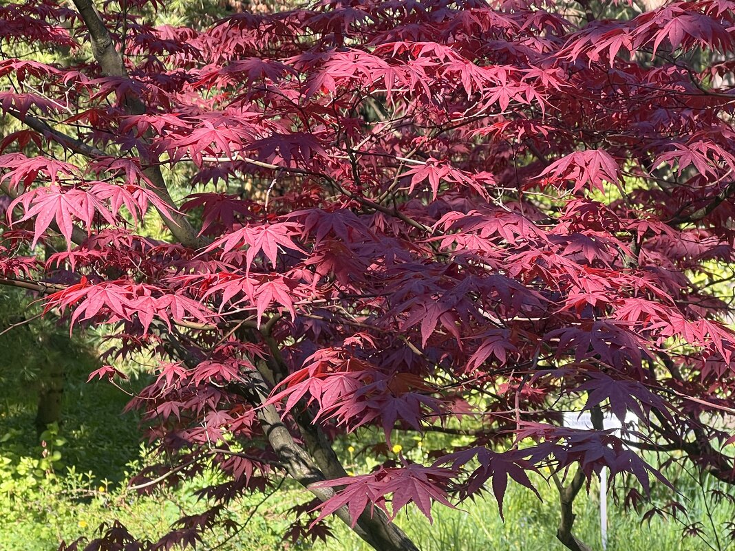 Клён дланевидный. - Валерия Комова