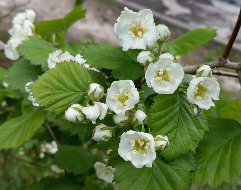 Весеннее - Елена Семигина