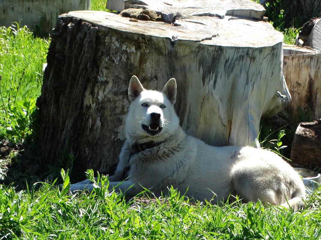 Собачка - svk * Собачка - svk *