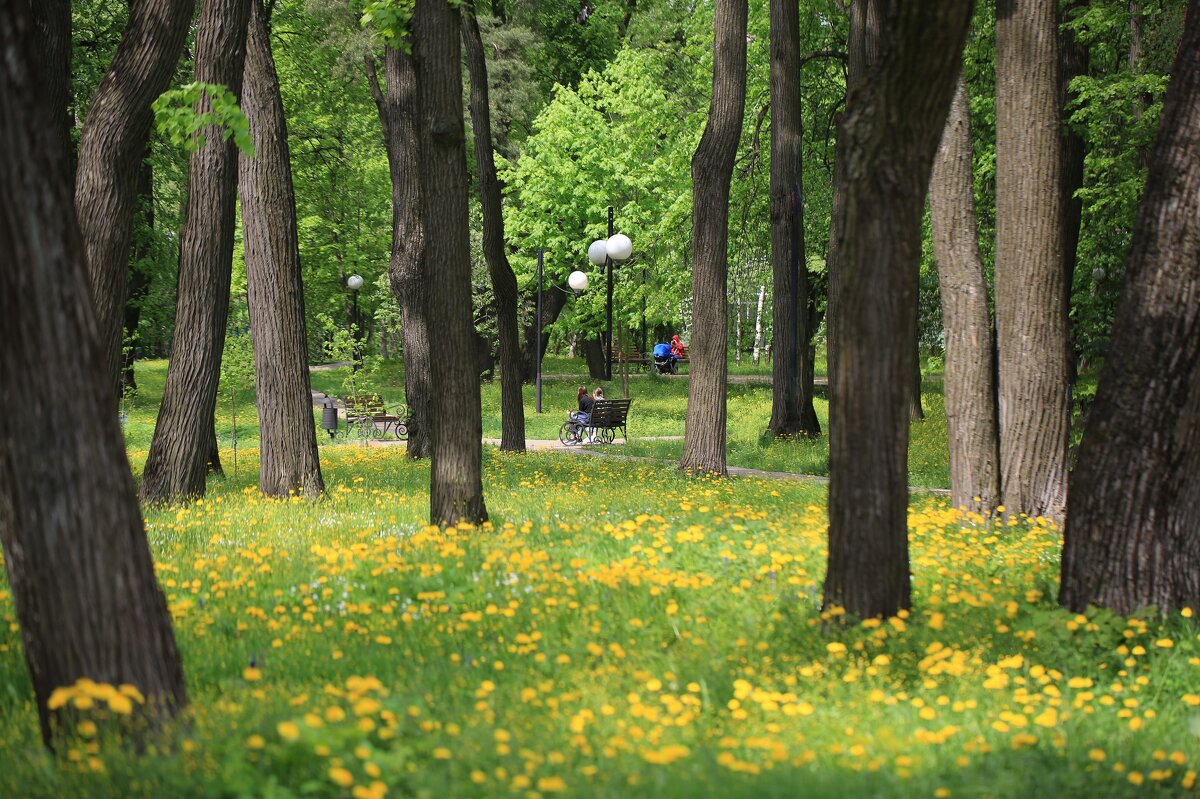 Мир одуванчиков - ZNatasha -