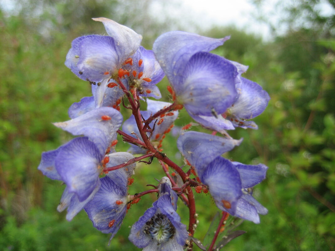 Аконит и тли - Anna Ivanova