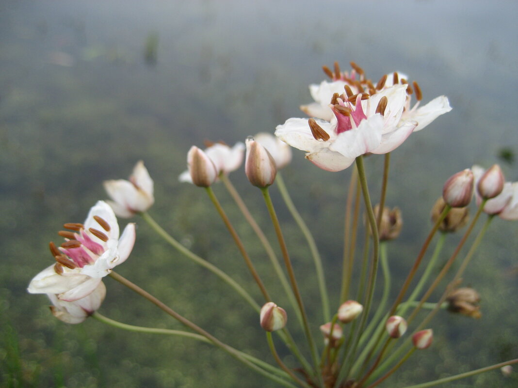 Сусак - Anna Ivanova Сусак - Anna Ivanova