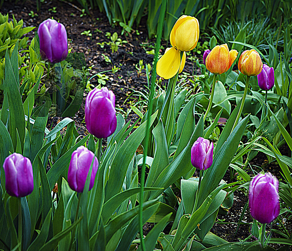 Тюльпаны - Владимир Кроливец Тюльпаны - Владимир Кроливец