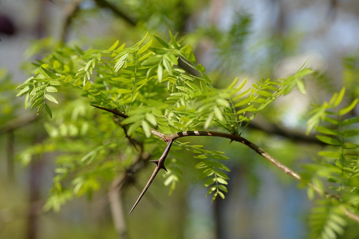 Нежность весны - Сеня Белгородский