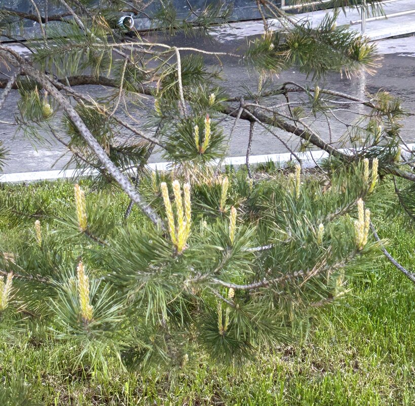 *** - Oleg4618 Шутченко