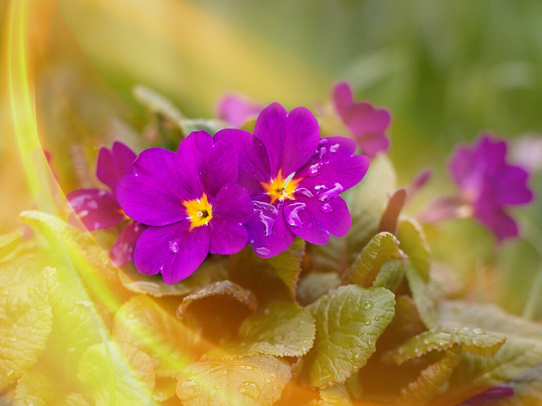 ** - Роман никандров ** - Роман никандров