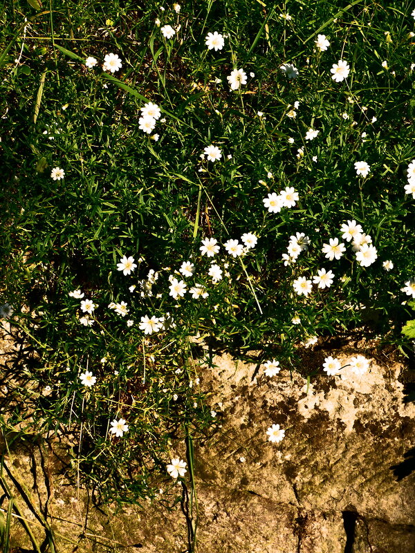 Весенние зарисовки 139 - Алексей Кузнецов