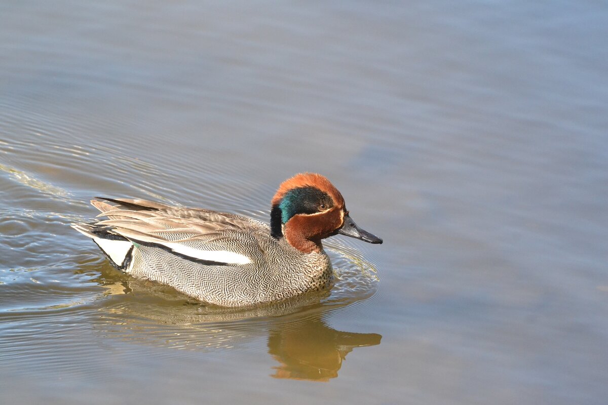Чирок- свистунок - Солоненко Лидия Чирок- свистунок - Солоненко Лидия