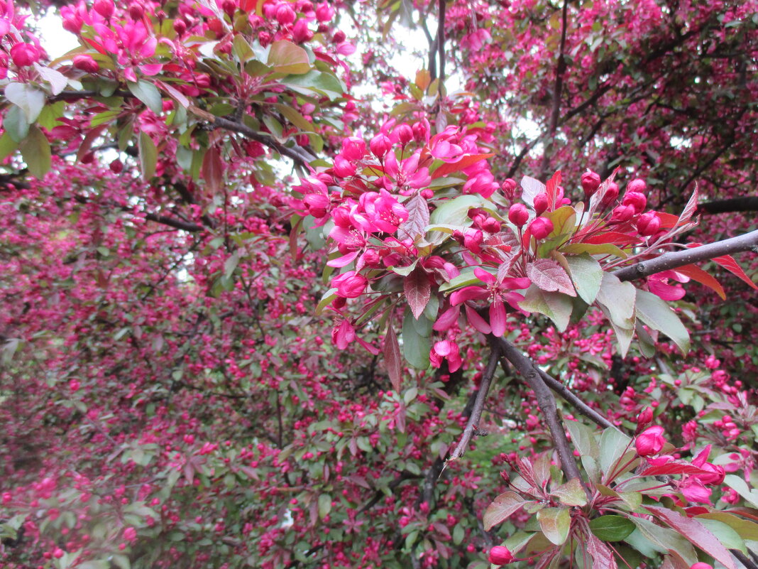 Май - Маера Урусова Май - Маера Урусова