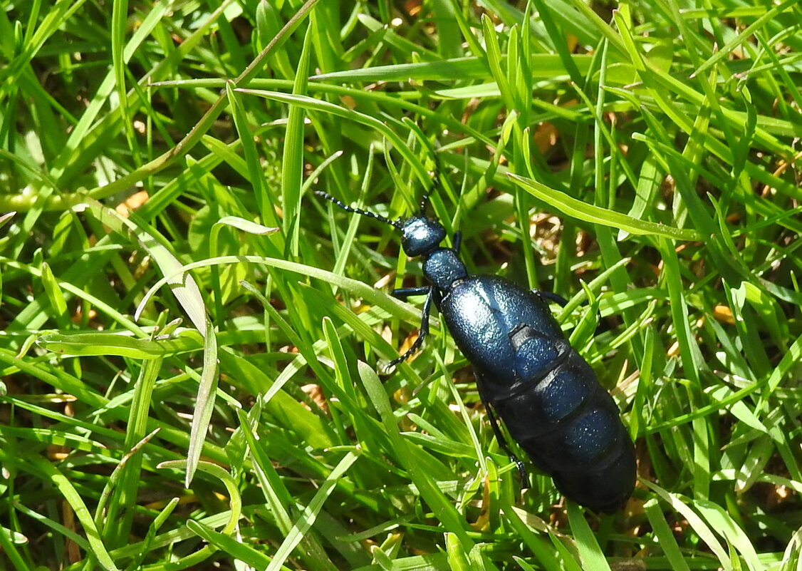 ***** - ИННА ПОРОХОВА