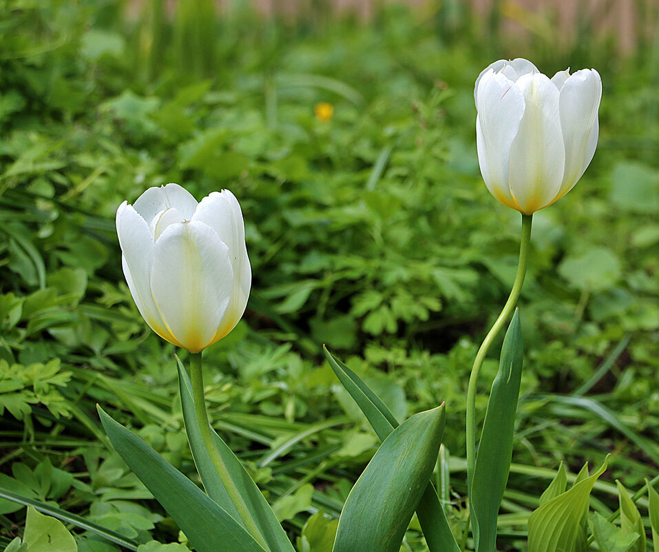 Белая парочка - Светлана Белая парочка - Светлана