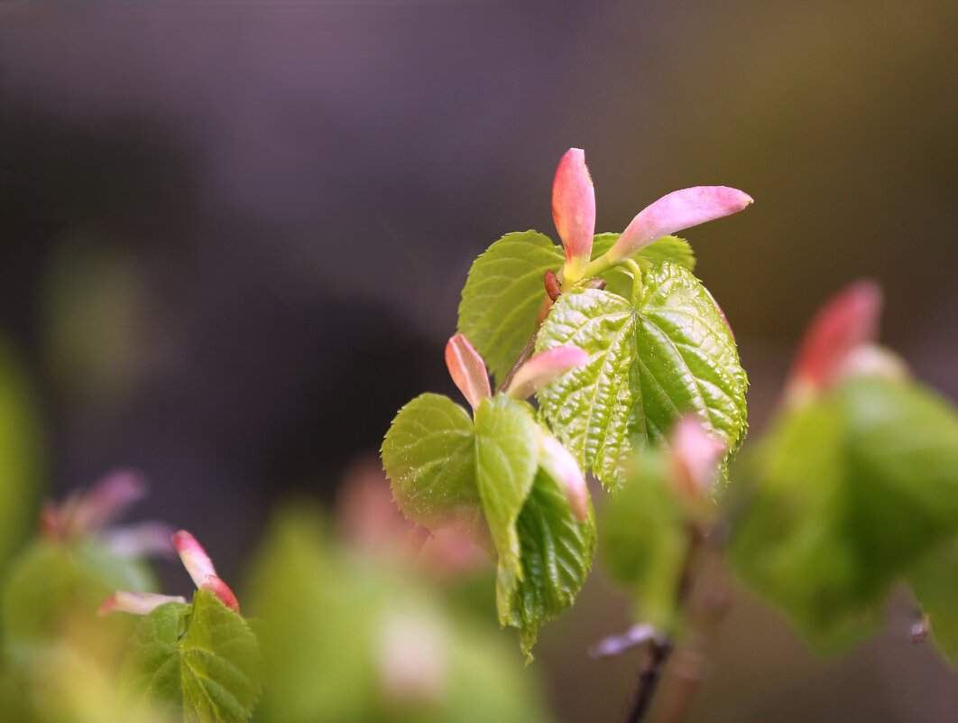 Рождение листьев - liudmila drake Рождение листьев - liudmila drake