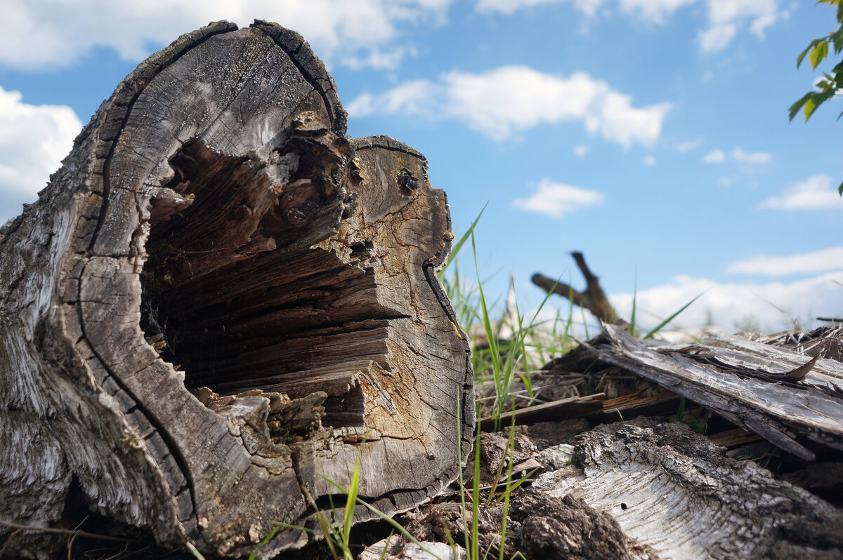 Пень лежачий. - sorovey Sol