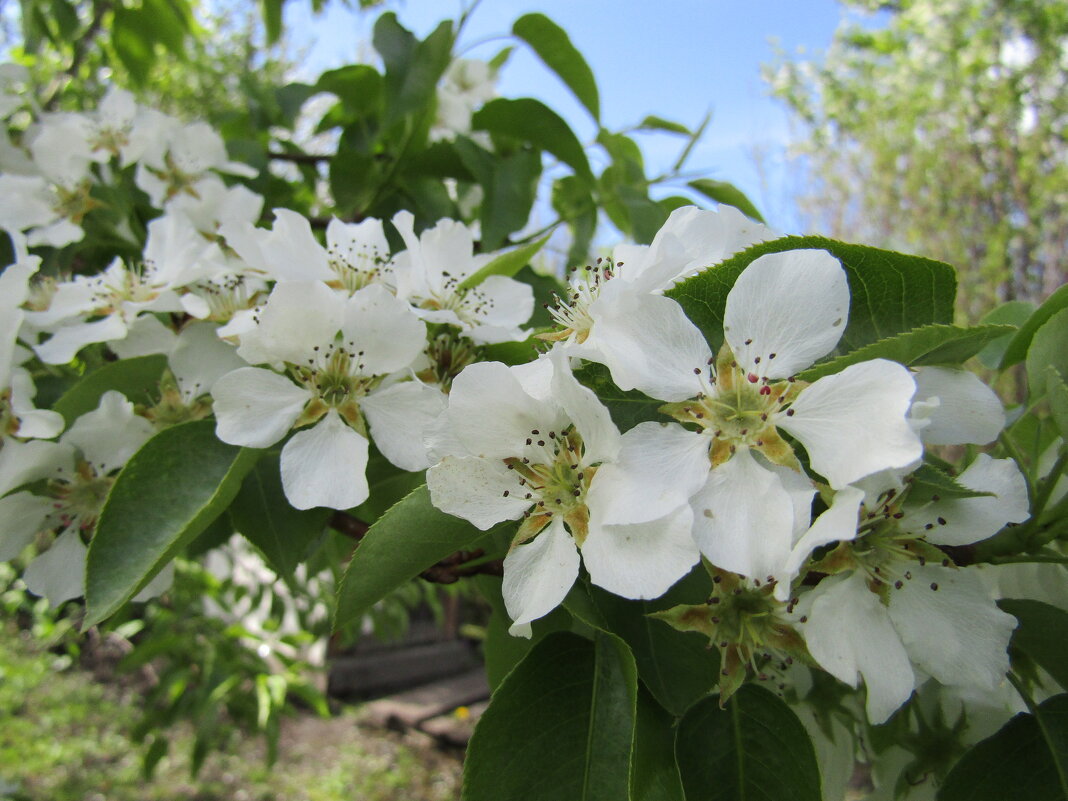Отцветает груша - Galaelina *** Отцветает груша - Galaelina ***