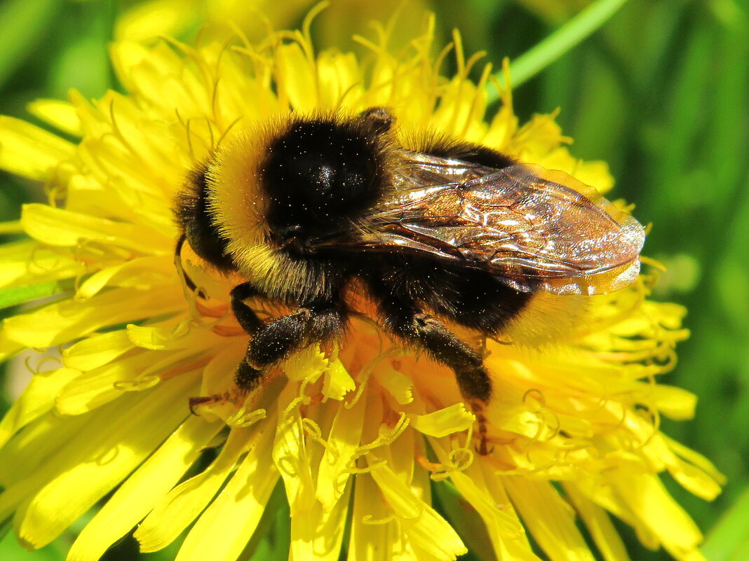 Шмель на одуванчике - Андрей Снегерёв