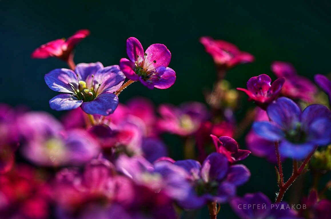 Вечерние ароматы - Сергей Вечерние ароматы - Сергей