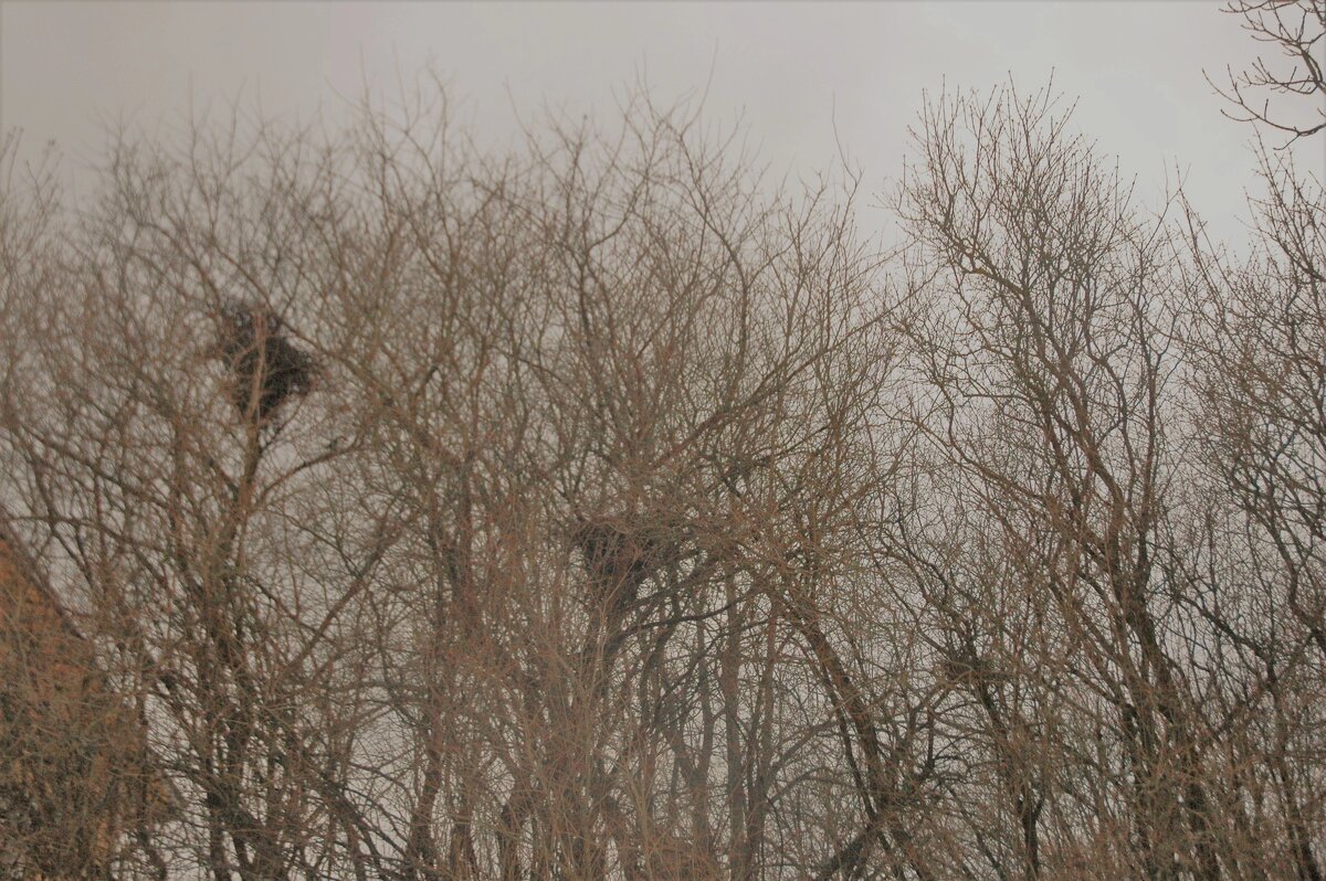 Гнезда птиц зимой на острове Суомиенлинна - Alexandra Sakharova