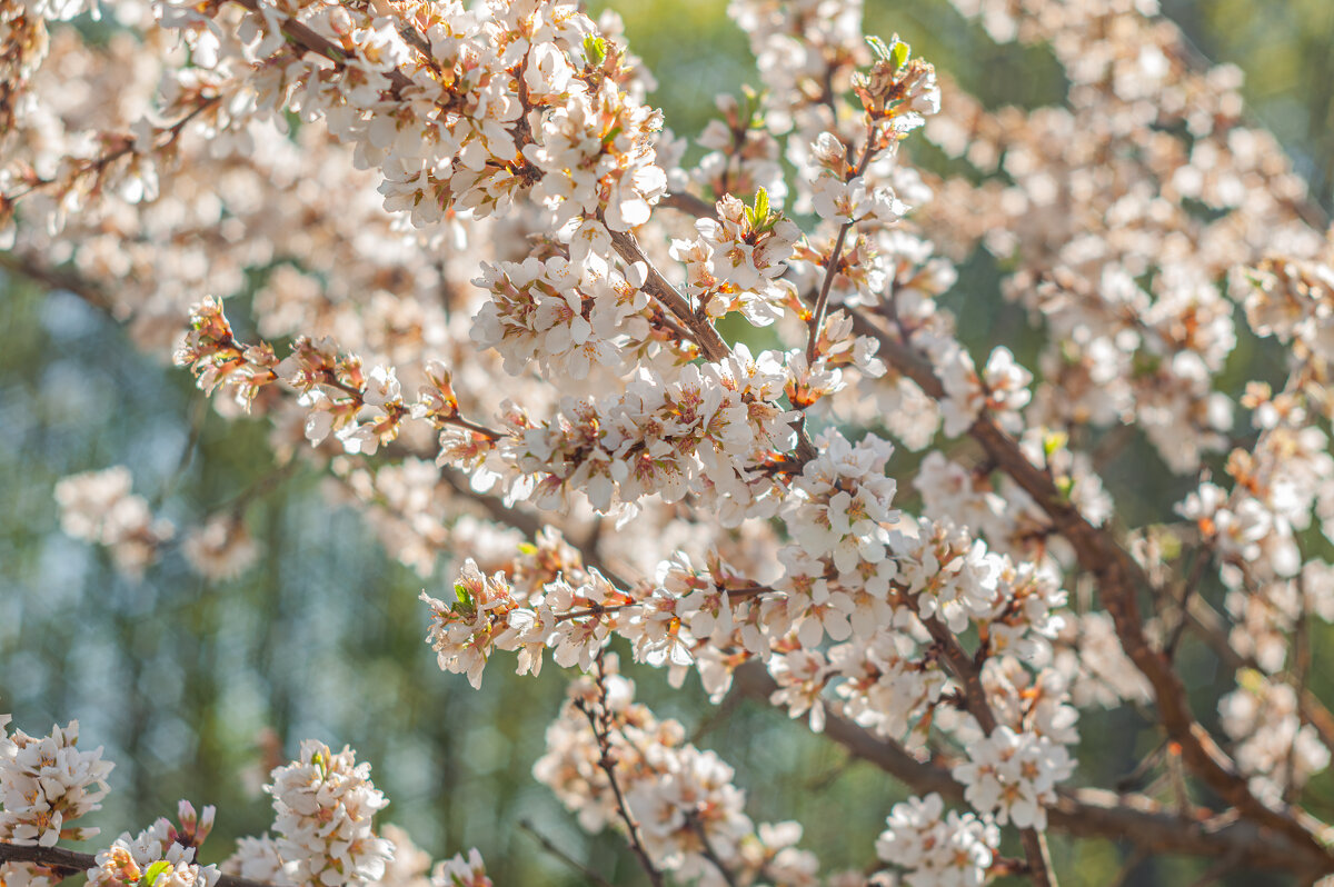 Цветущая Войлочная Вишня - Александр Филатов Цветущая Войлочная Вишня - Александр Филатов