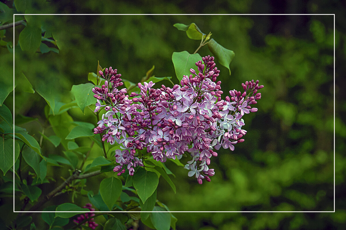Сирень - Владимир Кроливец Сирень - Владимир Кроливец
