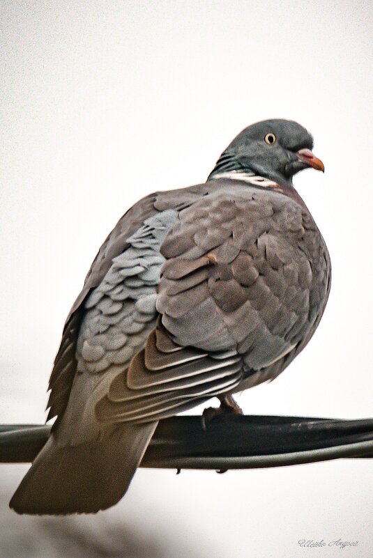 Вяхирь - Андрей Шейко