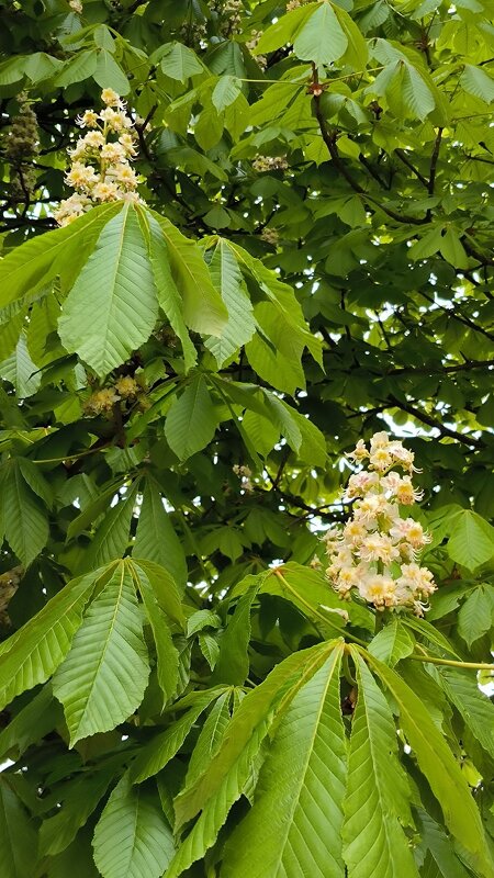 Цветущие каштаны. - Ольга Цветущие каштаны. - Ольга