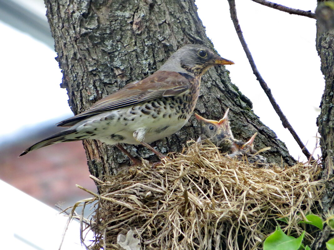 Высидела! - Александр Чеботарь Высидела! - Александр Чеботарь