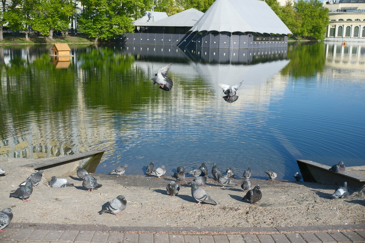 Чистые пруды - Лютый Дровосек