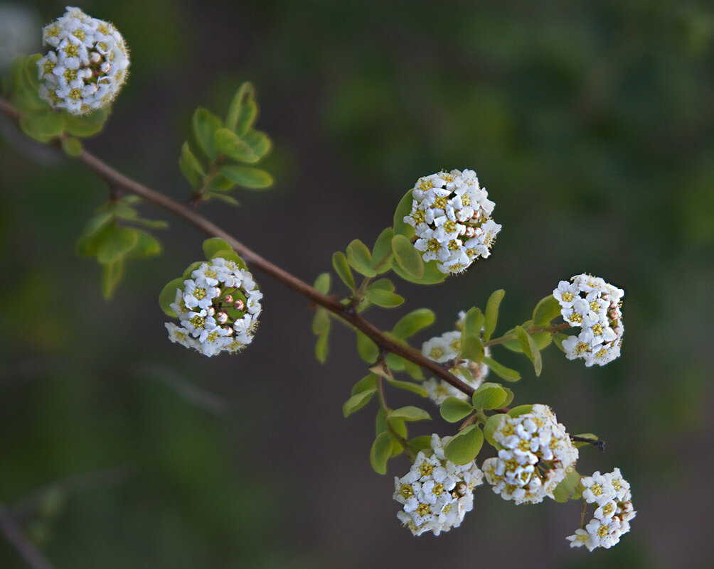 спирея - Наталья S