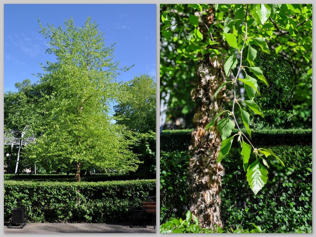 Береза черная (Betula nigra) с кудрявым стволом - Татьяна Машошина Береза черная (Betula nigra) с кудрявым стволом - Татьяна Машошина