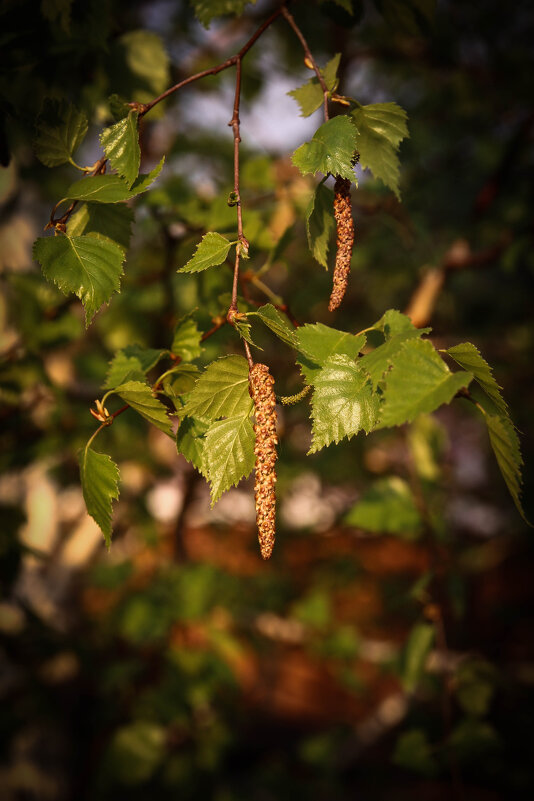Май - Евгения Каравашкина Май - Евгения Каравашкина
