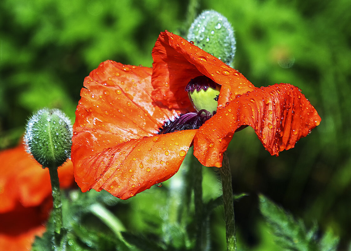 ***** - Андроник Александр ***** - Андроник Александр