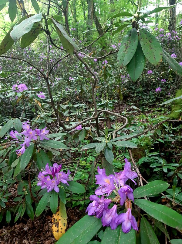 РОДОДЕНДРОН - Tata Wolf