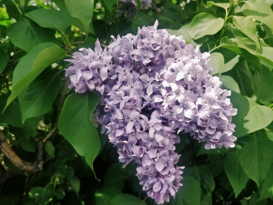 Сиреневый май - Андрей Хлопонин