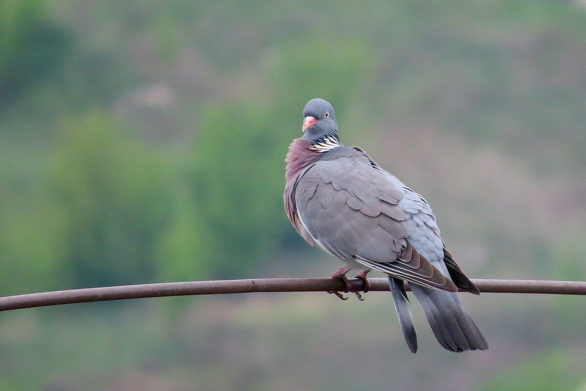 Вяхирь или иначе Витютень - Сеня Белгородский Вяхирь или иначе Витютень - Сеня Белгородский