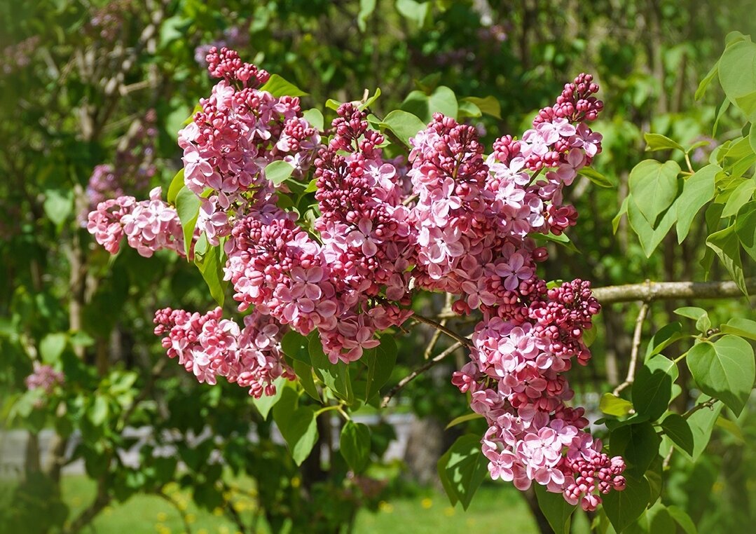 Цветение сирени - Ольга Цветение сирени - Ольга